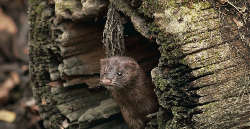 Study by Central and UConn scientists reveals genetic divides in rare mink populations
